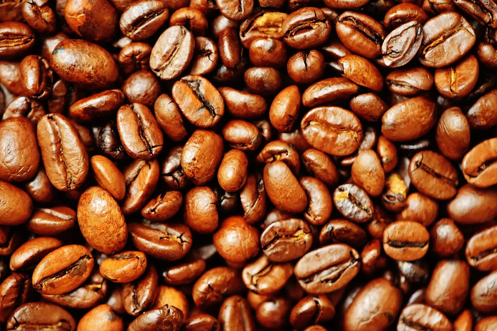 Coffee beans arranged by roast level, from light brown to dark black