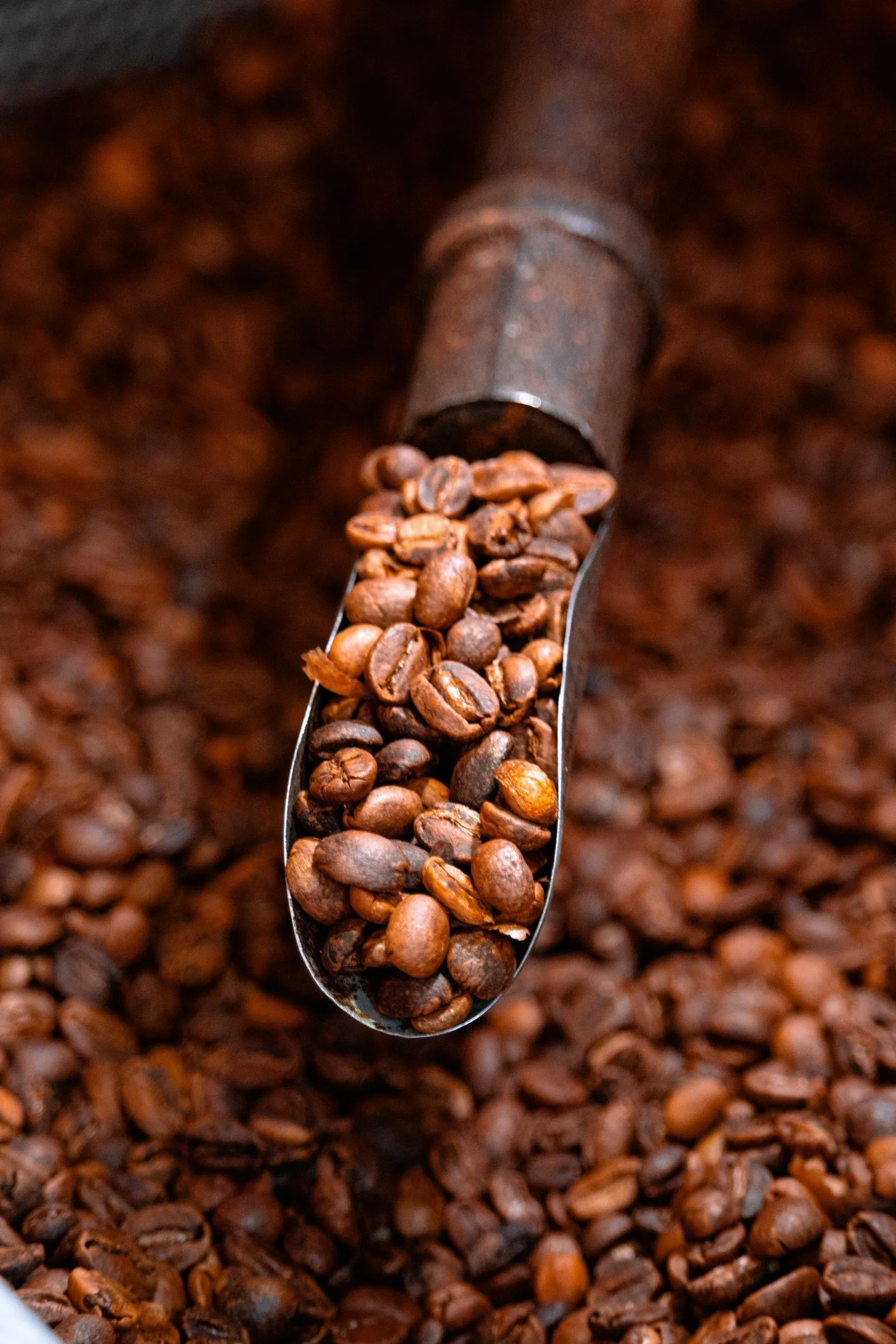 Dark roasted coffee beans close-up showing the robusta blend